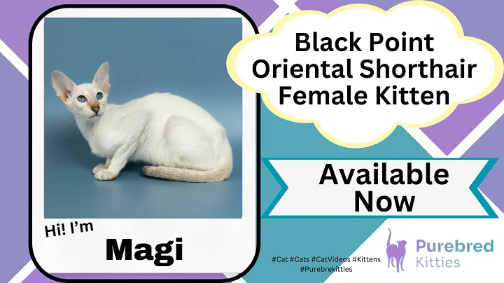 Video 6886611: female oriental shorthair kitten, black oriental shorthair, shorthair blue point, purebred kitties, longing