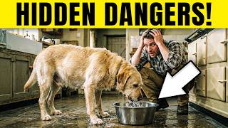 NEVER Let Your Dog Do These 13 Things After a Walk