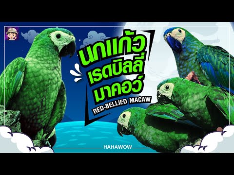 นกเเก้วมาคอร์ เรดบิลลี่ รู้ก่อนเลี้ยง Red-bellied macaw