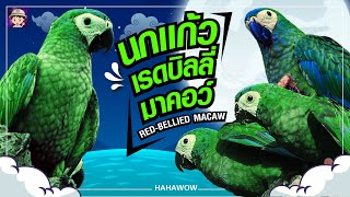 นกเเก้วมาคอร์ เรดบิลลี่ รู้ก่อนเลี้ยง Red-bellied macaw