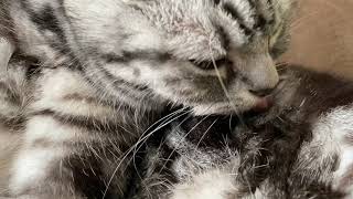 [Relaxing video] You can enjoy cat grooming and purring sounds [181 minutes]