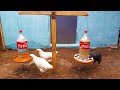 CREATIVE IDEAS ​Making Chick Drinker and Feeder From 2.5 Liter Coca Cola Bottle