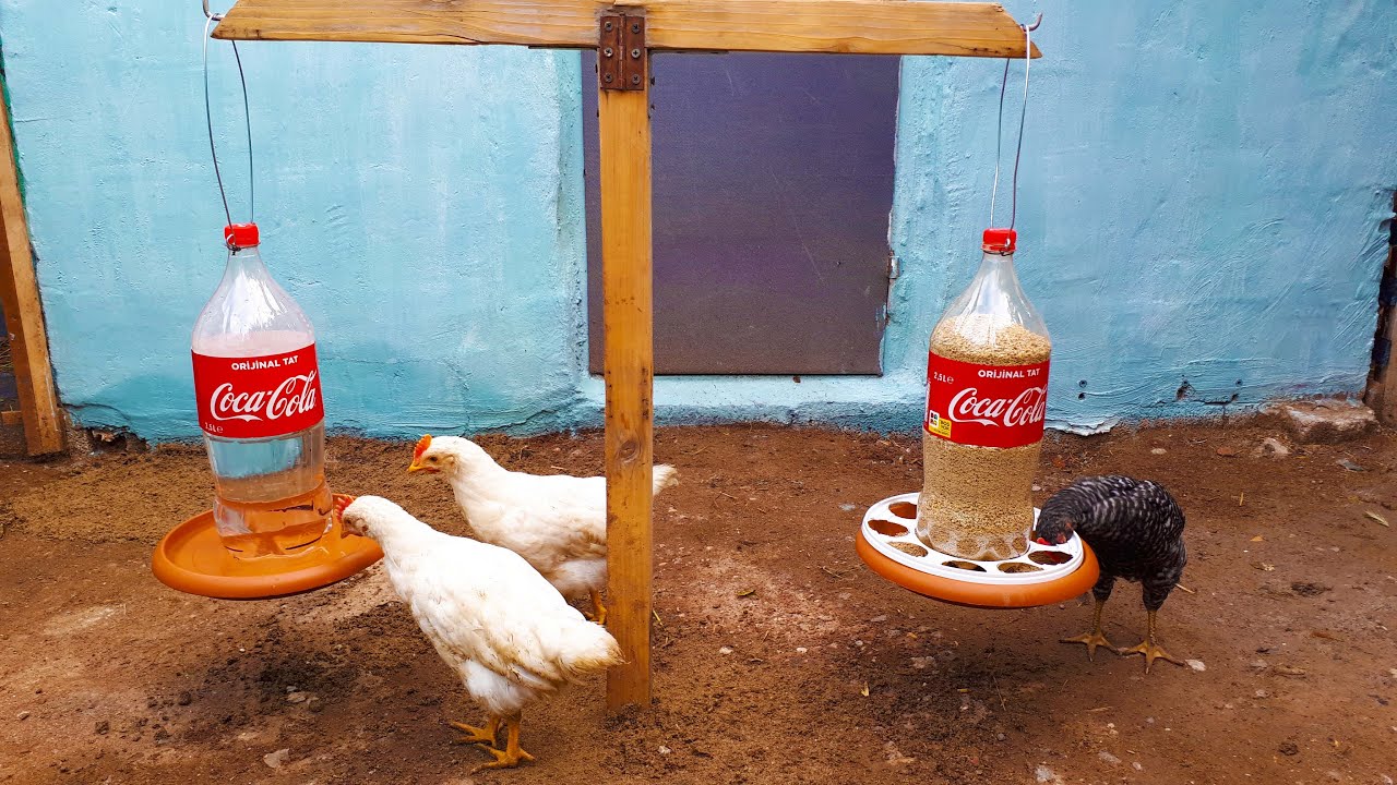 CREATIVE IDEAS Making Chick Drinker and Feeder From 2.5 Liter Coca Cola