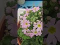 뭉쳐피니더예쁜 삼단앵초 #garden #노지월동 #flowers