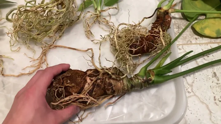 What do Anthurium Roots Look Like?