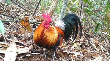 qaib f2 qua zoo tiag tiag nawb