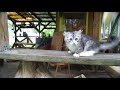 Siberian silver kitten