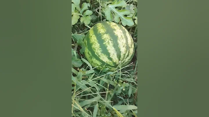 DAY 40 WATERMELON 🍉🍉🍉 #nature #garden  #grow #watermelon