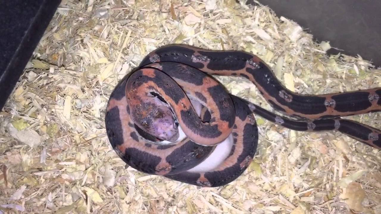 Scaleless rat snake live rat feeding