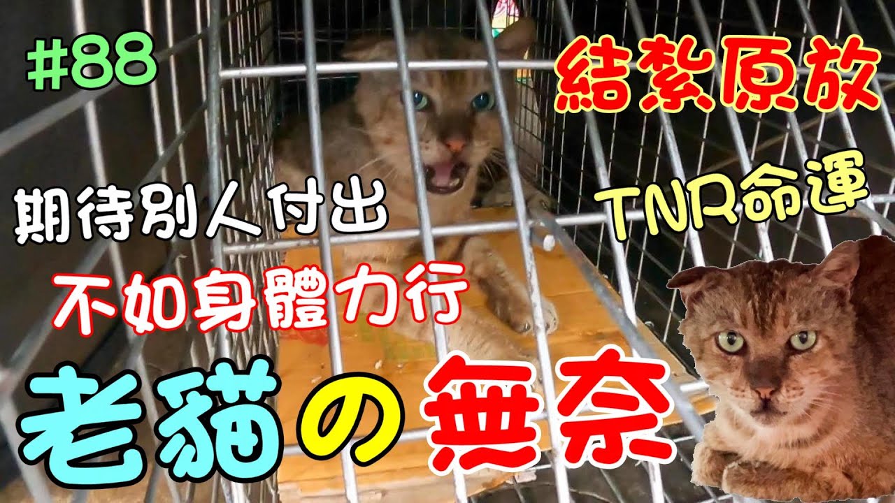 『老貓的無奈』要結紮原放，卻充滿了風險... Cat Story#88