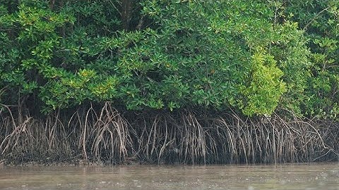 Thuyết Minh Về Cây Đước | Chuyên Đề Rừng Ngập Mặn