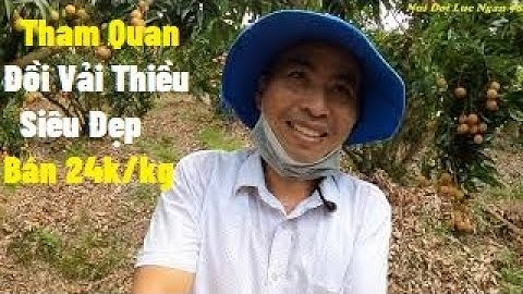Thăm Vườn Đồi Vải Thiều  Siêu Đẹp Thôn Muối Trong Hội Nghị Công Ty Sông Danh I Núi Đồi Lục Ngạn
