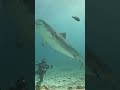 Tigershark, Maldives