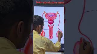 How to work Male Reproductive System #success #lifecycle  #reproduction #male reproductive