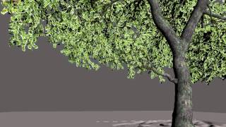 growFx animation test