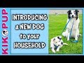 Introducing a NEW DOG to your dog
