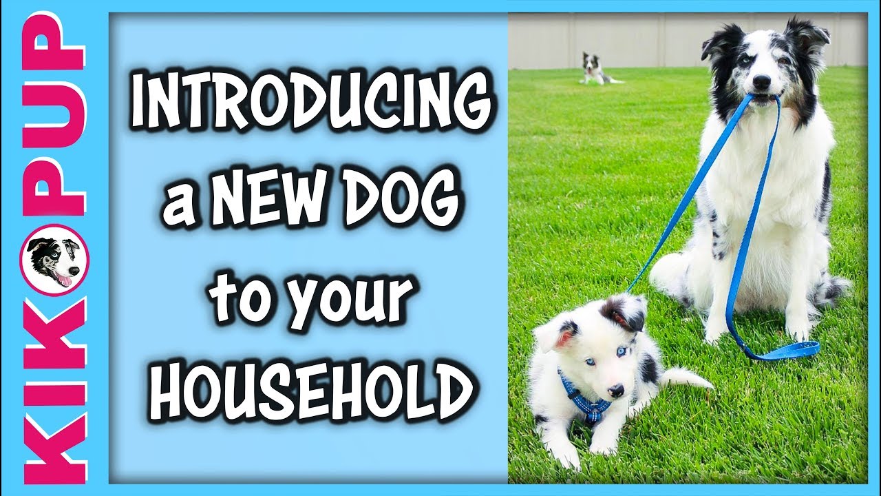 how do you introduce an old dog to a new home