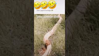 Belaya Atlar Giderim Taksi Lazımdır Abe