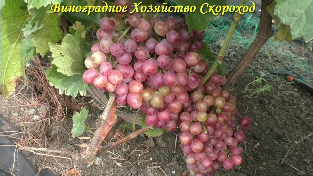 Виноград князь трубецкой описание сорта Фитостудия-63.ру