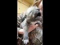 Baby wolf howling for the first time