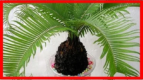 家中種鐵樹有什麼好處？ - 天天要聞