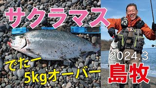 【サクラマス】 よってけ島牧！ でたー！ 64cm  5.04kg