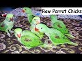 Alexander Parrot Chicks Complete Guidance