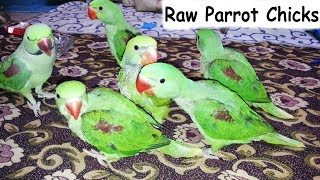 Alexander Parrot Chicks Complete Guidance