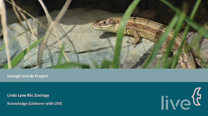Common Lizard Citizen Science Project