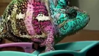 Transformations D 39 Un Caméléon Avec Des Lunettes De Couleur Transformations D 39 Un Caméléon Avec Des Lunettes De Couleur
