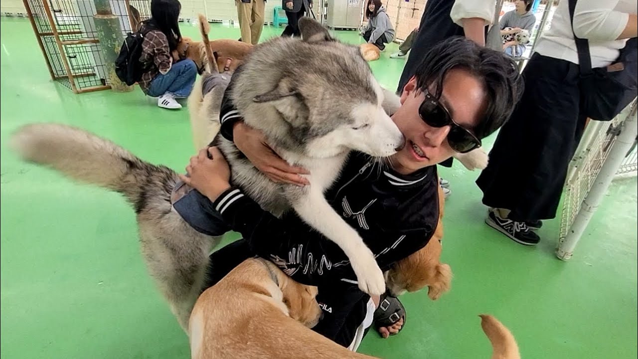 Japan's largest] Have a blast at a dog theme park - YouTube