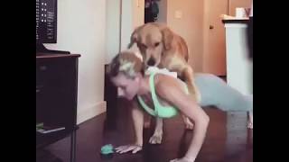 Dog Yoga: Pup Is Really Happy To Be In His Mom's Yoga Workout | Puppies Compilation 2018