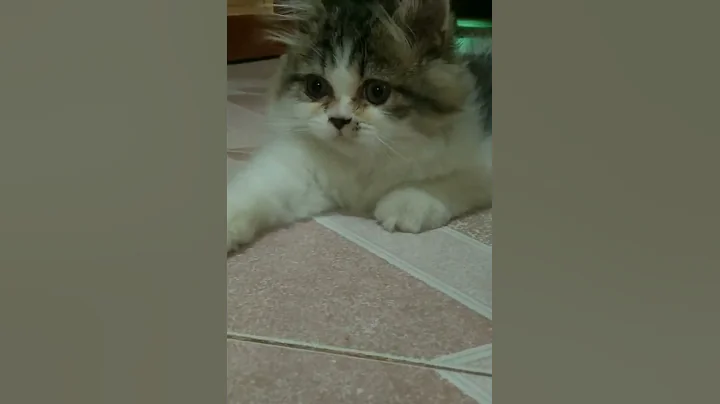 Watch the video about Milo kitty🖤🐾 Persian cat videos❤️😻