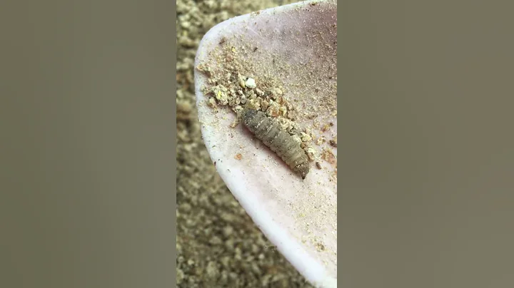 Mealworms