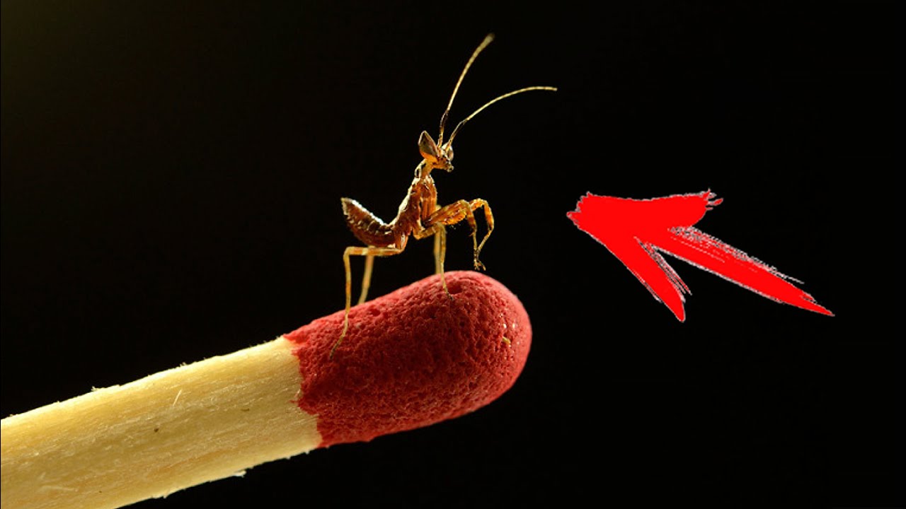 ⁣THE BIRTH OF LITTLE MANTISES - AHEAD OF TIME! THE REACTION OF CRICKET AND ANTS ON THE NIMPH!