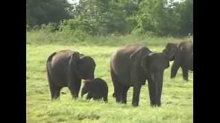 Elephas Maximus | Chapter 15: Elephant Babies