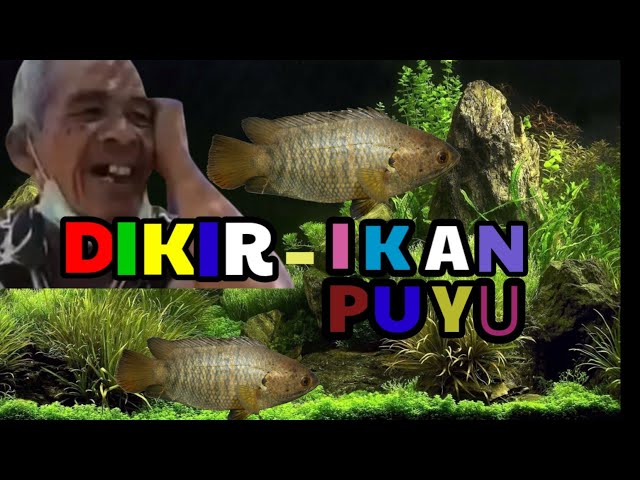 Dikir Barat Nyanyian Otai Paling Merdu - Lagu Ikan Puyu class=