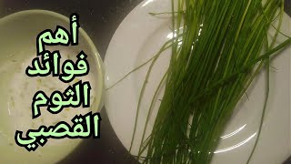 فوائد الثوم القصبي الصحية للجسم