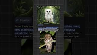 TEGA !! BURUNG HANTU MANGUNI INI DI TEMBAK MATI GARA GARA MENGGU TIDUR 🥹 #shorts #viral #burung