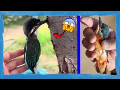 ¡¡¡Martín pescador murió con el pico atrapado!!!