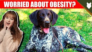 DO GERMAN SHORTHAIRED POINTER HAVE OBESITY PROBLEMS? by Fenrir German Shorthaired Pointer Show 962 views 2 years ago 5 minutes, 2 seconds