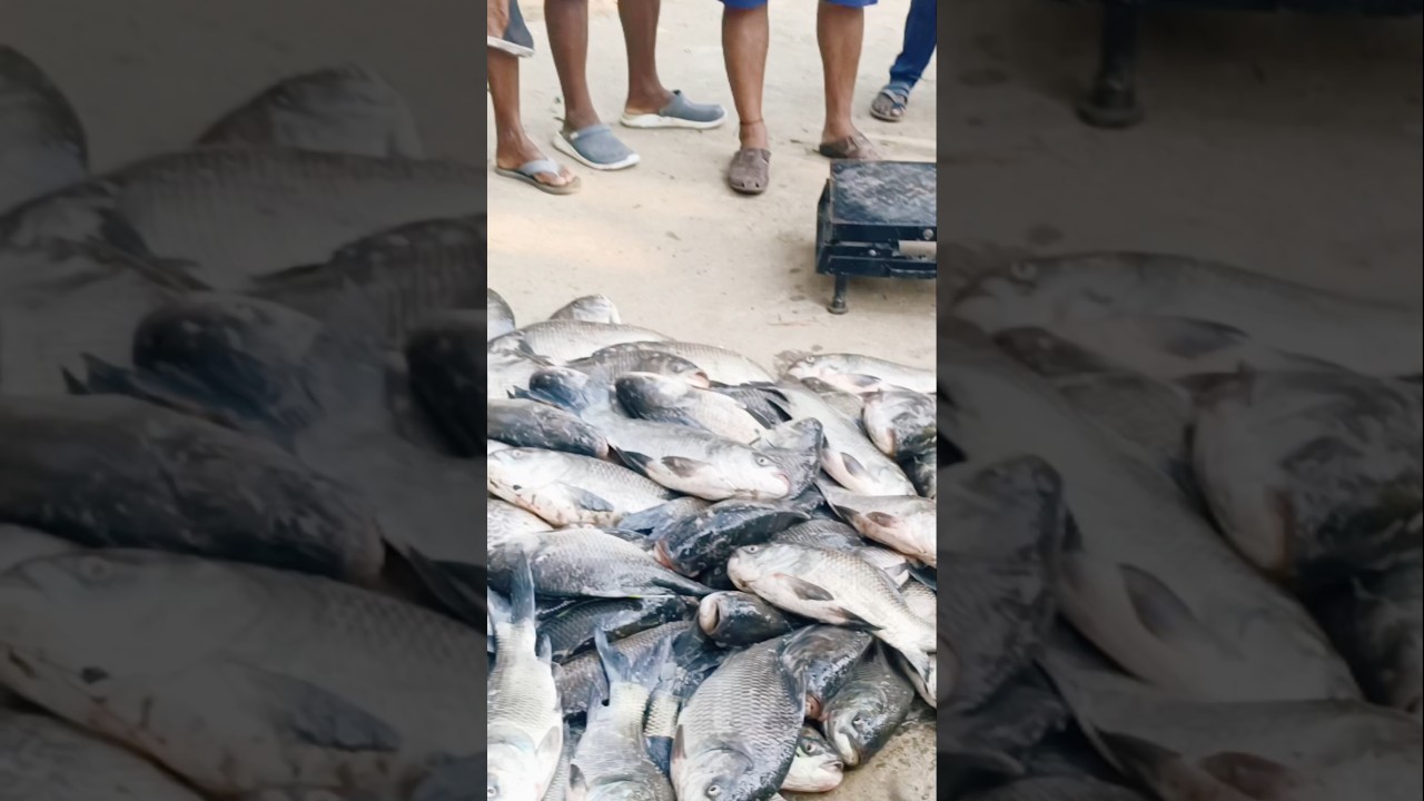 NIALI market fish 12 kg//Odia New video jagabandhu vlog