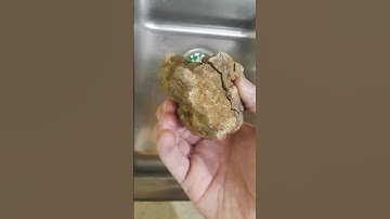 Cleaning a Cluster of Brachiopods I Found, Part 1