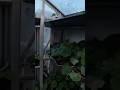 Operation fart garden #garden #gardening #gardeningvideos