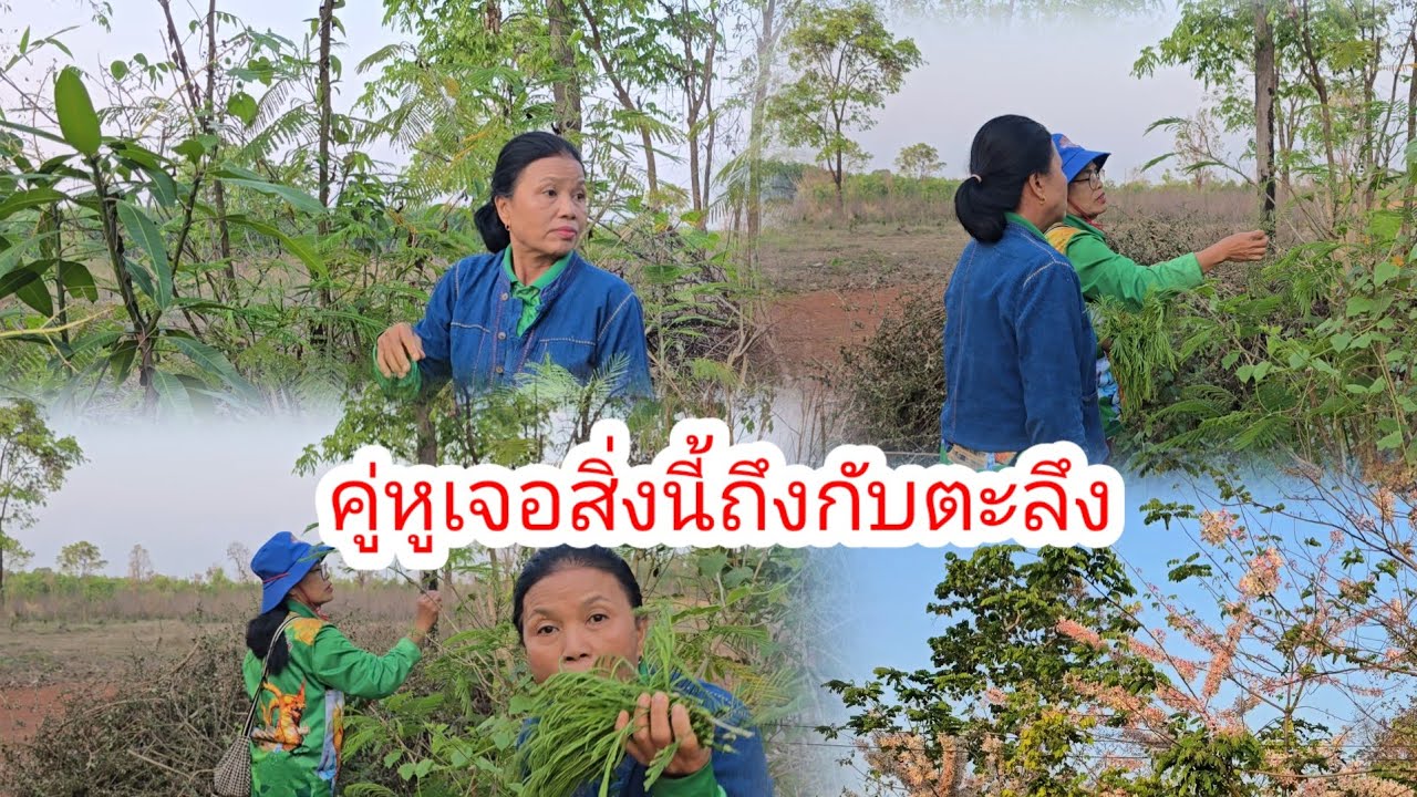 มาเก็บผักกับคู่หู​จะไปทำเมนูอะไรดีที่สวนลุงช่าง​