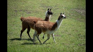 Wild Animal Sounds - Llama Sounds - Farm Animal Sounds - Animal Sounds Real