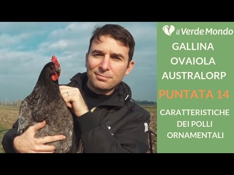 La Razza Australorp | Caratteristiche di questa razza avicola | Puntata 14