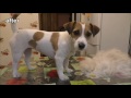 Trimming Jack Russell Terrier / Grooming Jack Russell Terrier / pet grooming / trimming dog grooming
