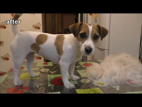 Video: Pasja Pasma Jack Russell Terier Hipoalergična, Zdravstvena In življenjska Doba