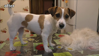 Trimming Jack Russell Terrier / Grooming Jack Russell Terrier / pet grooming / trimming dog grooming